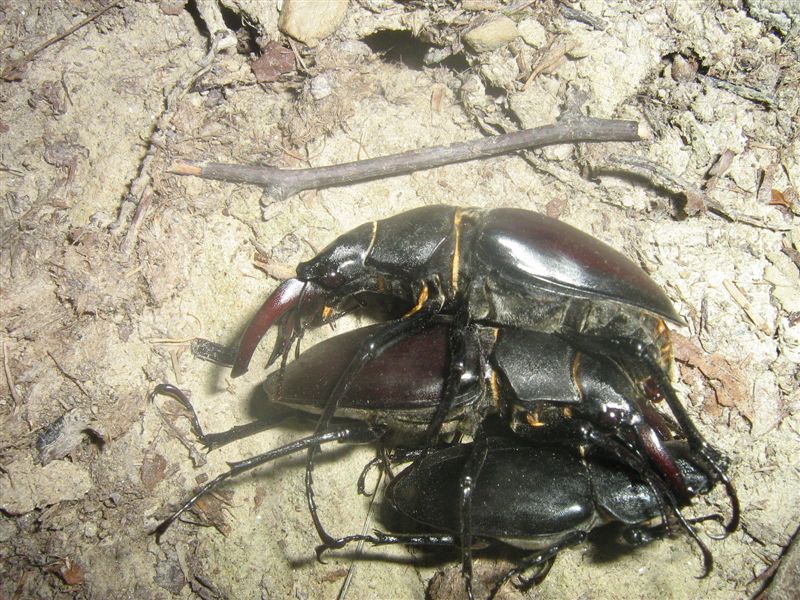 Cervi volanti... invasione ed accoppiamento